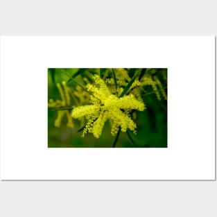 Wattle Flower Burst Posters and Art